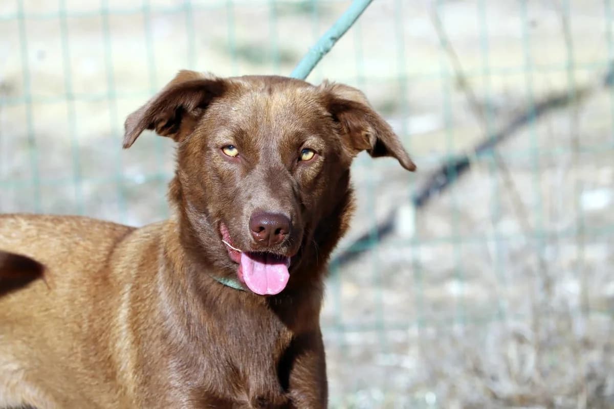 Amendoa – Reservada, female Mixed Breed for adoption at Bianca APS