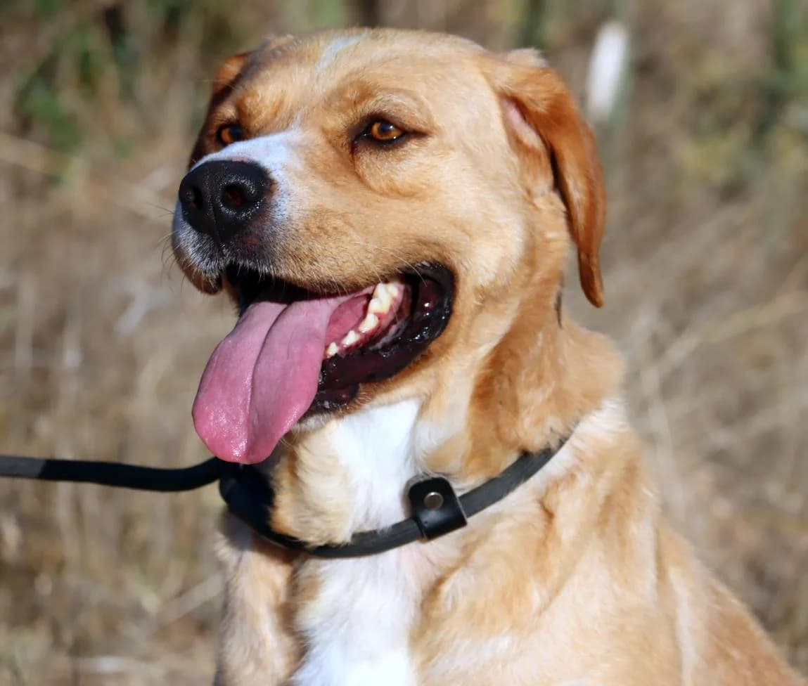 Valentim, male Mixed Breed for adoption at Bianca APS
