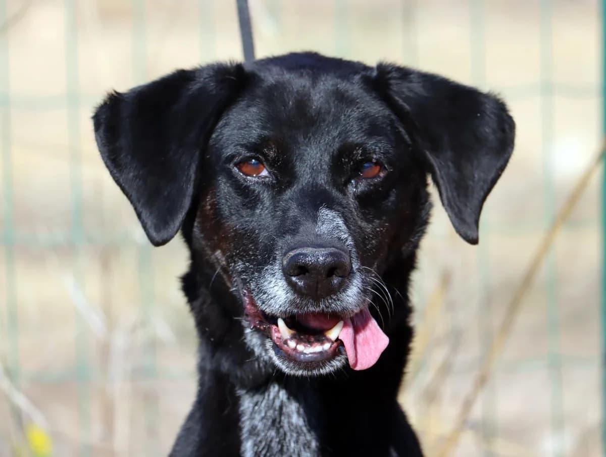 Hercules, male Mixed Breed for adoption at Bianca APS
