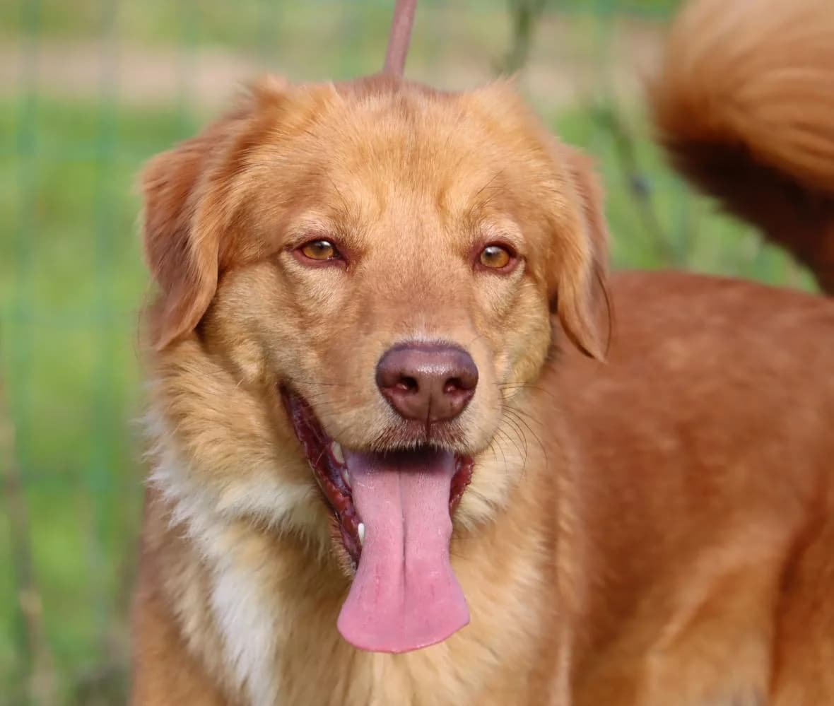 Barrô, male Mixed Breed for adoption at Bianca APS