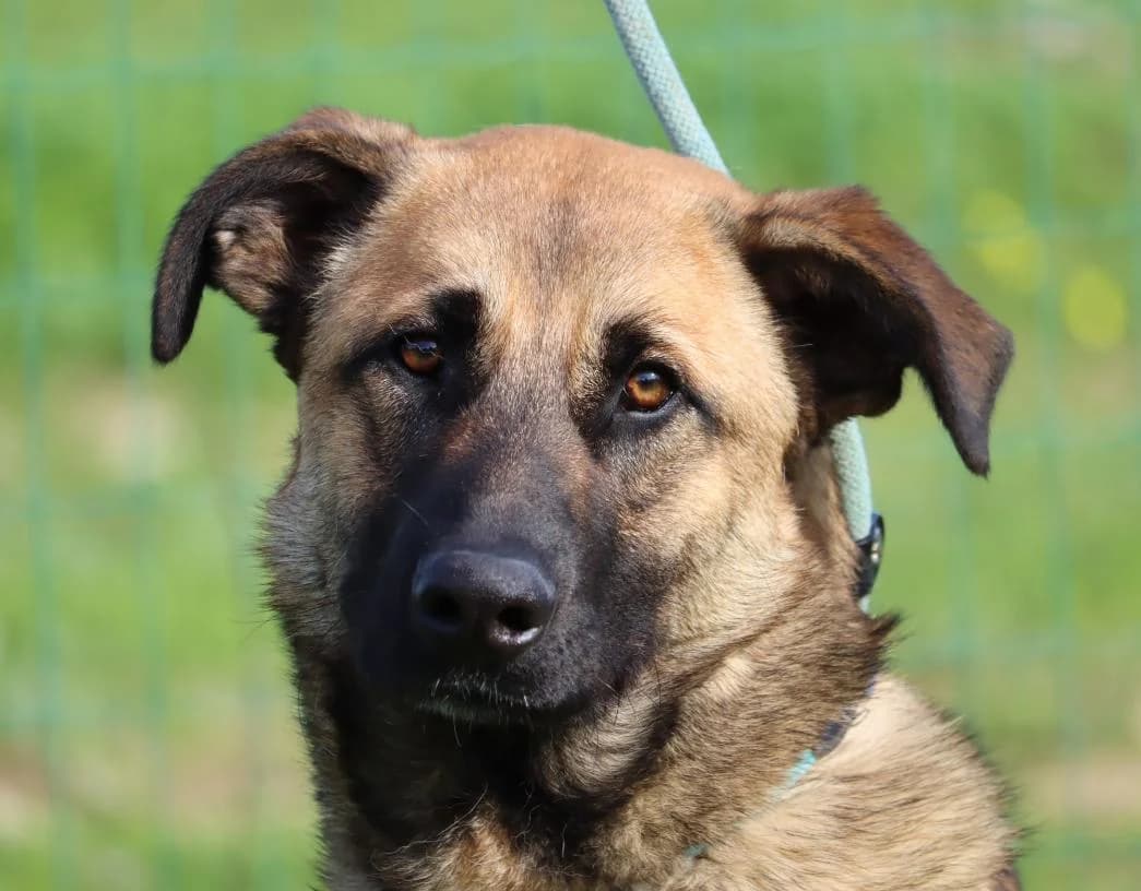 Porthos, male Mixed Breed for adoption at Bianca APS