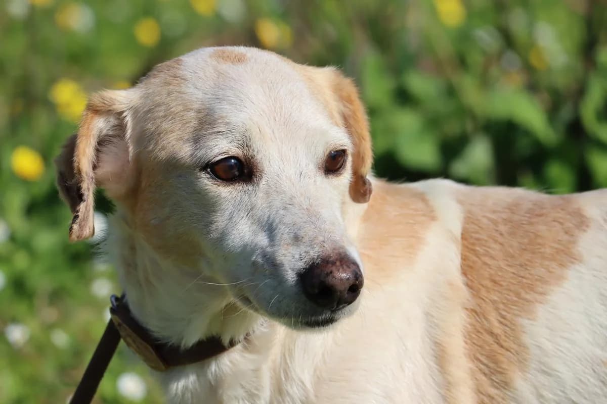 Roberto, male Mixed Breed for adoption at Bianca APS