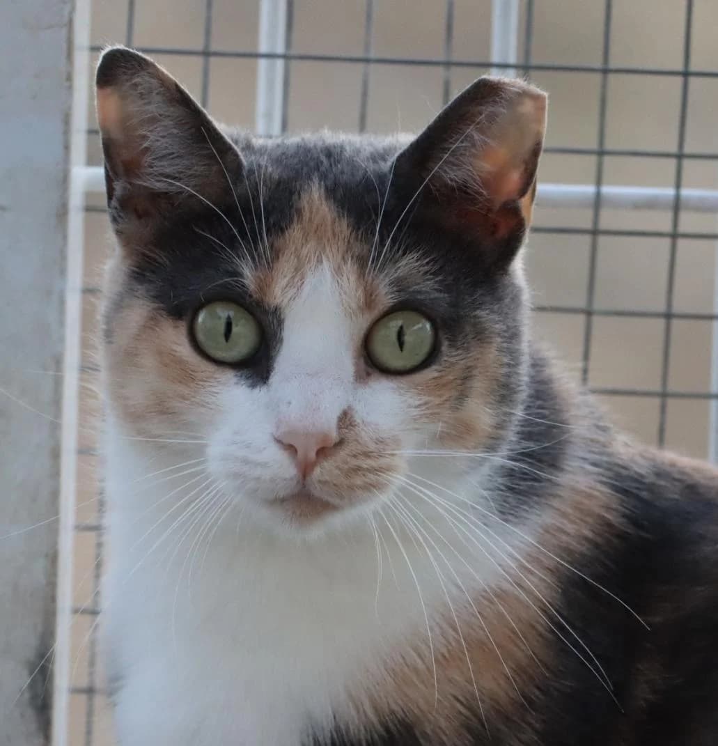 Debbie, female Mixed Breed for adoption at Bianca APS