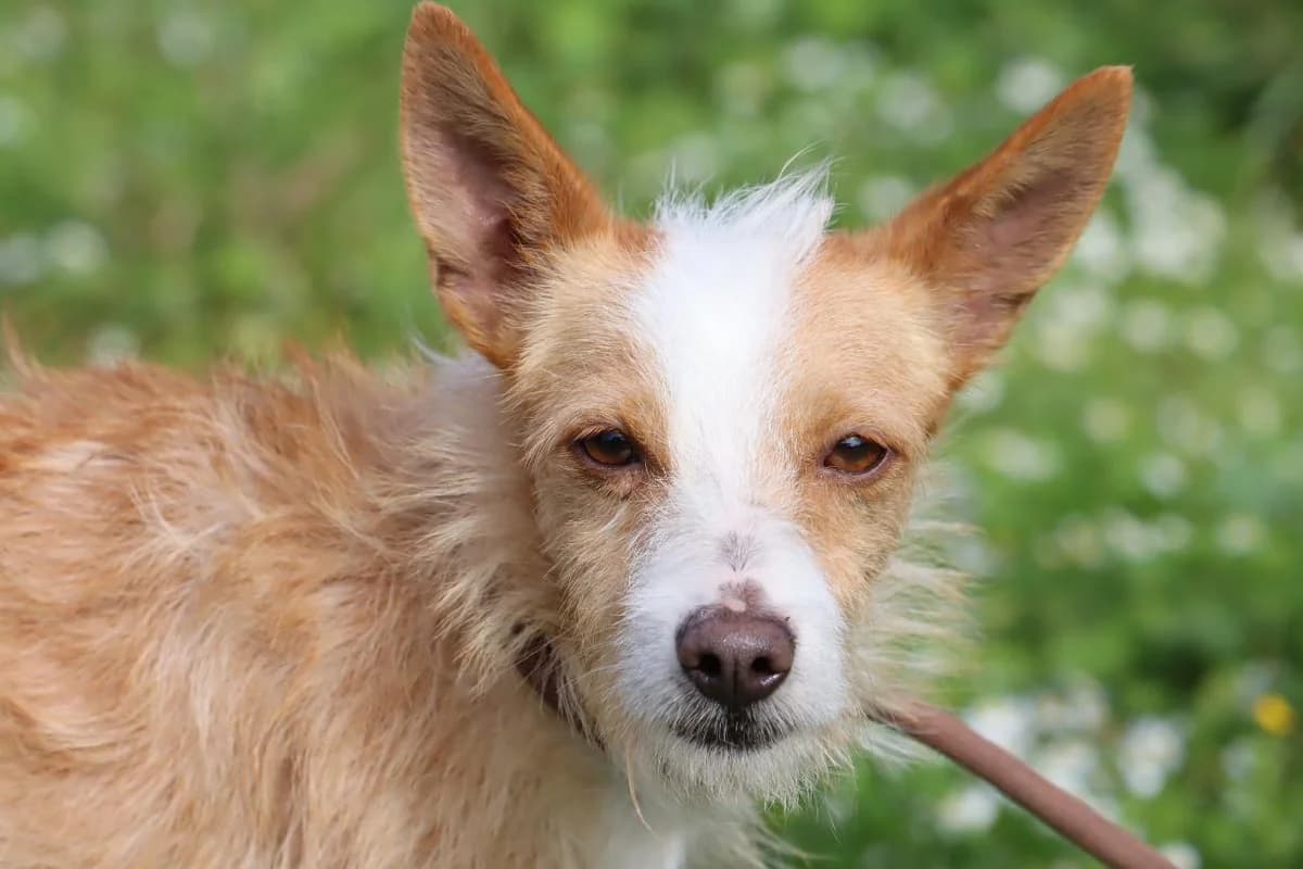 Mó, male Mixed Breed for adoption at Bianca APS