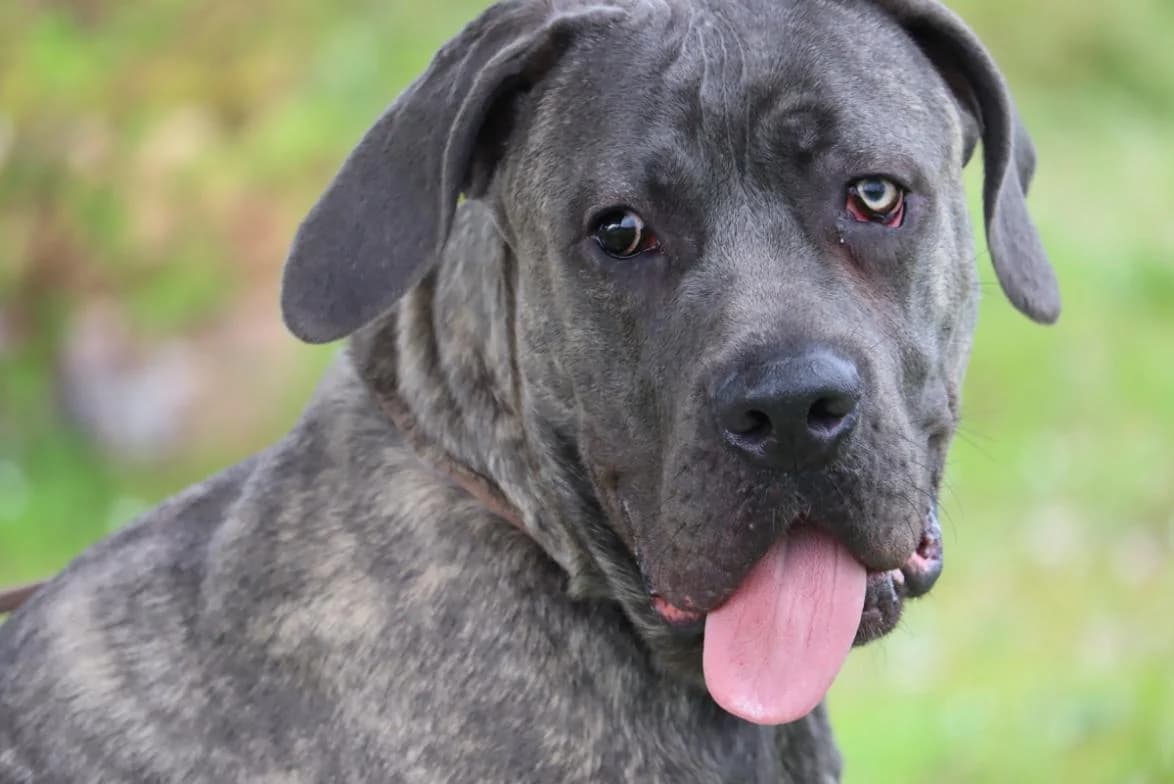 Zeus, male Mixed Breed for adoption at Bianca APS