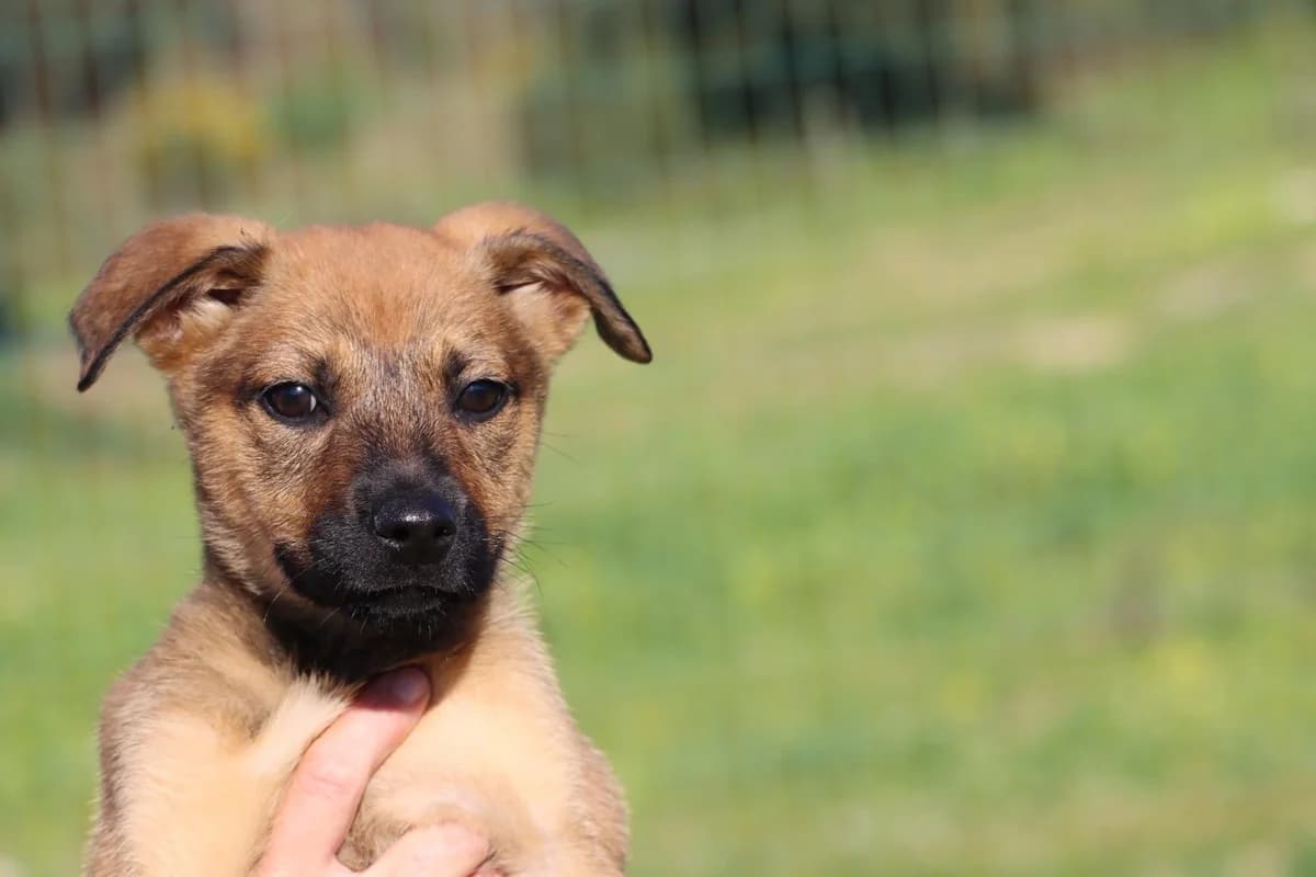 Alva, female young Mixed Breed for adoption at Bianca APS