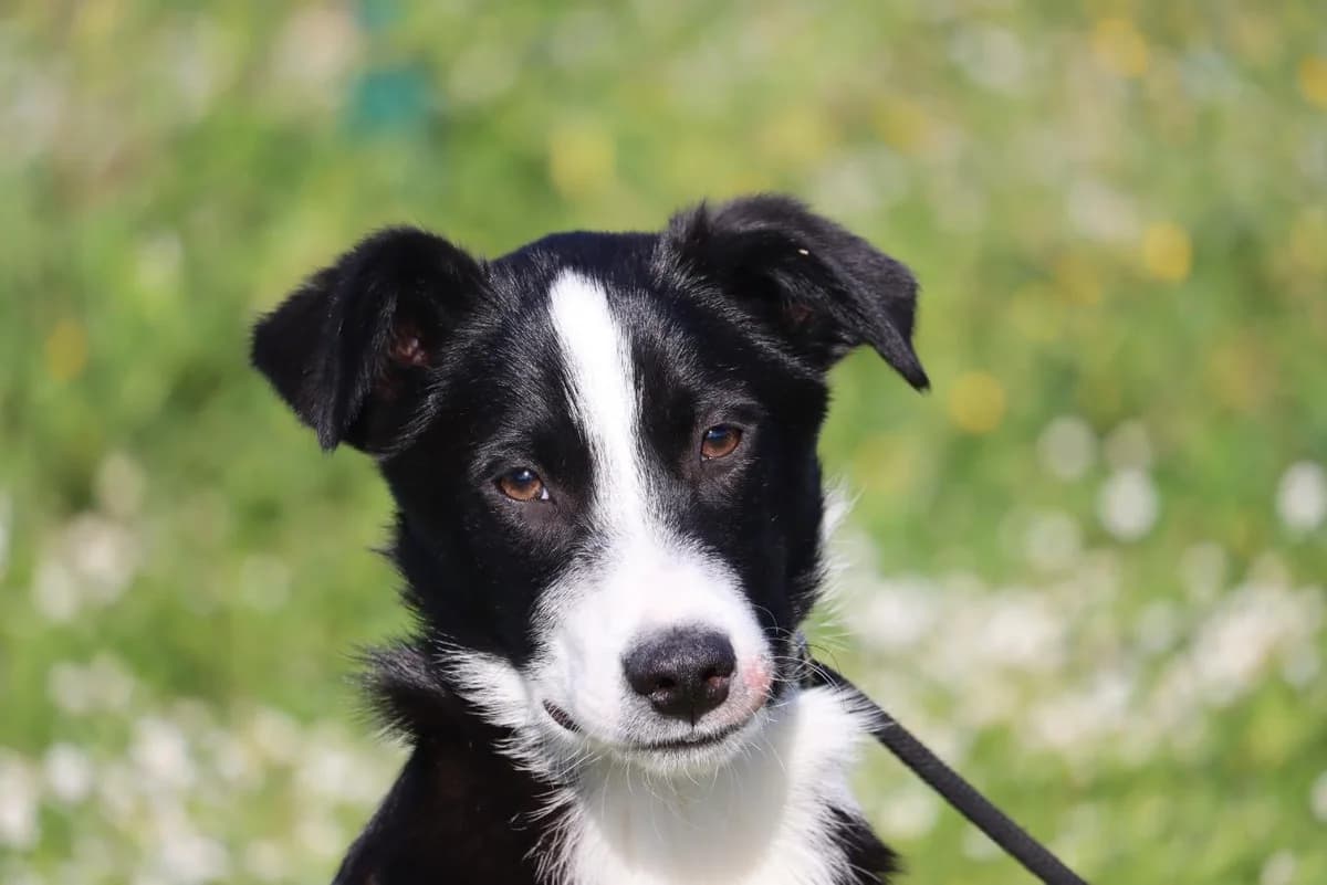 Elliott, male Mixed Breed for adoption at Bianca APS