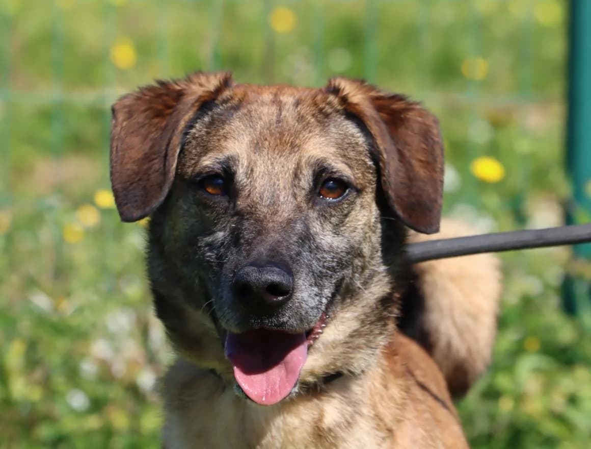 Kyra, female Mixed Breed for adoption at Bianca APS