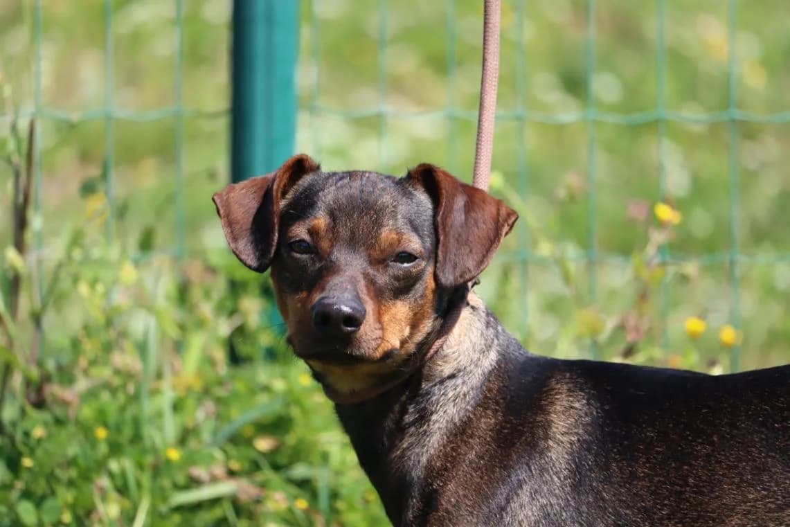 Cocas, male Mixed Breed for adoption at Bianca APS