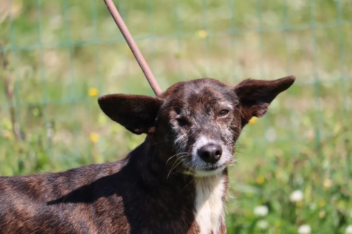 Lia, female Mixed Breed for adoption at Bianca APS