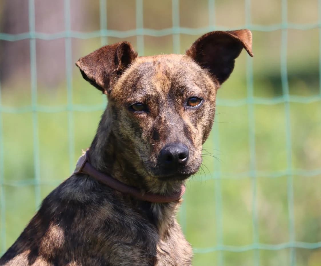 Mikas, female Mixed Breed for adoption at Bianca APS