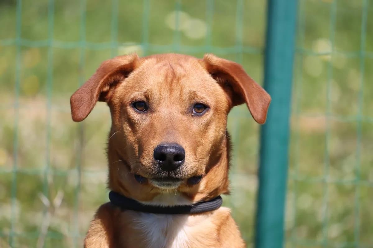 Zé, male puppy Mixed Breed for adoption at Bianca APS