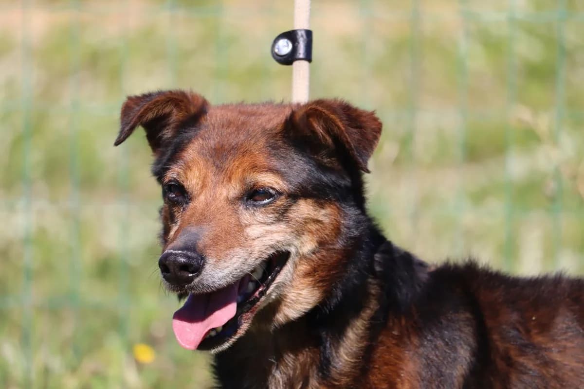 Barty, male senior Mixed Breed for adoption at Bianca APS