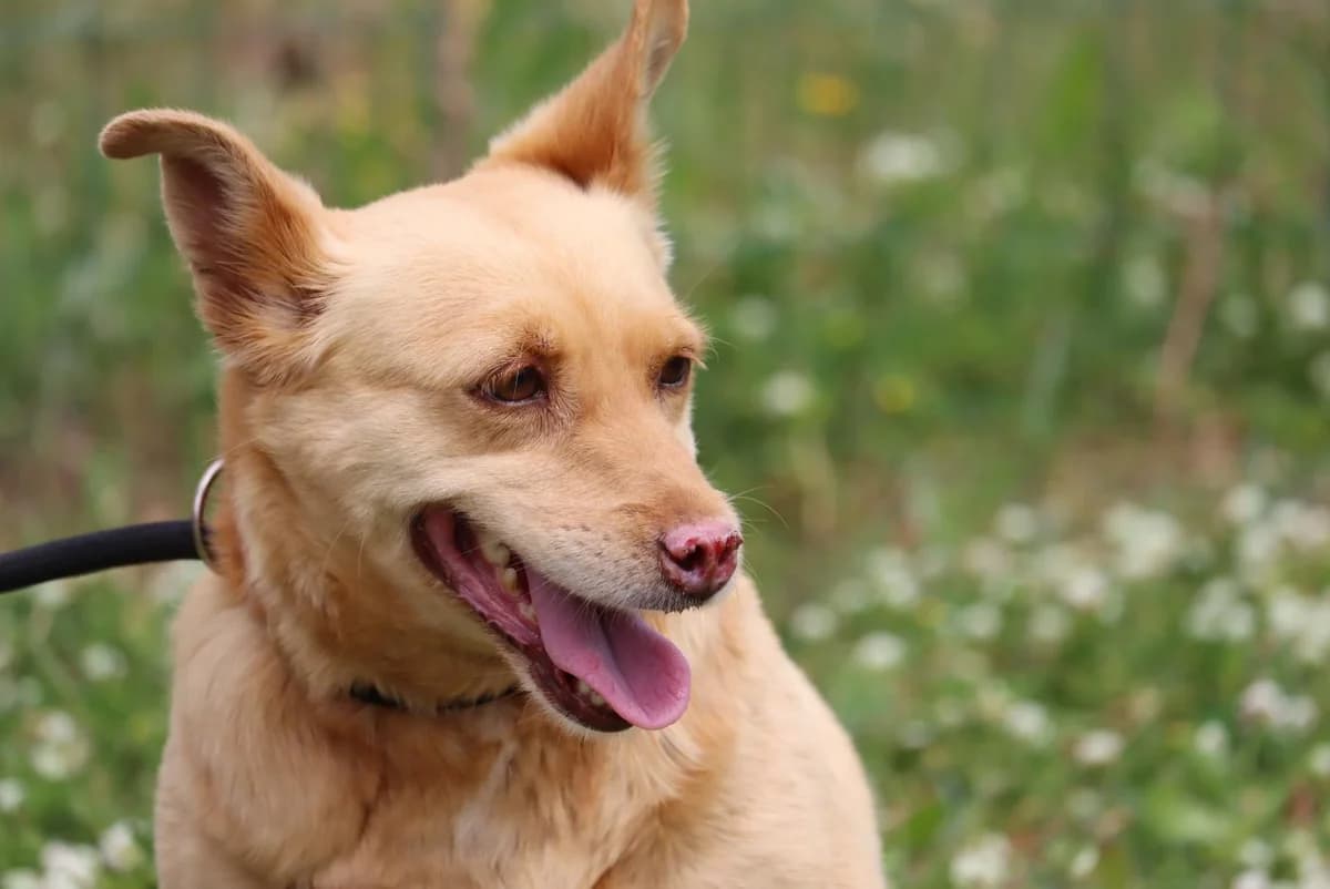 Luna, female mixed breed for adoption at Bianca APS