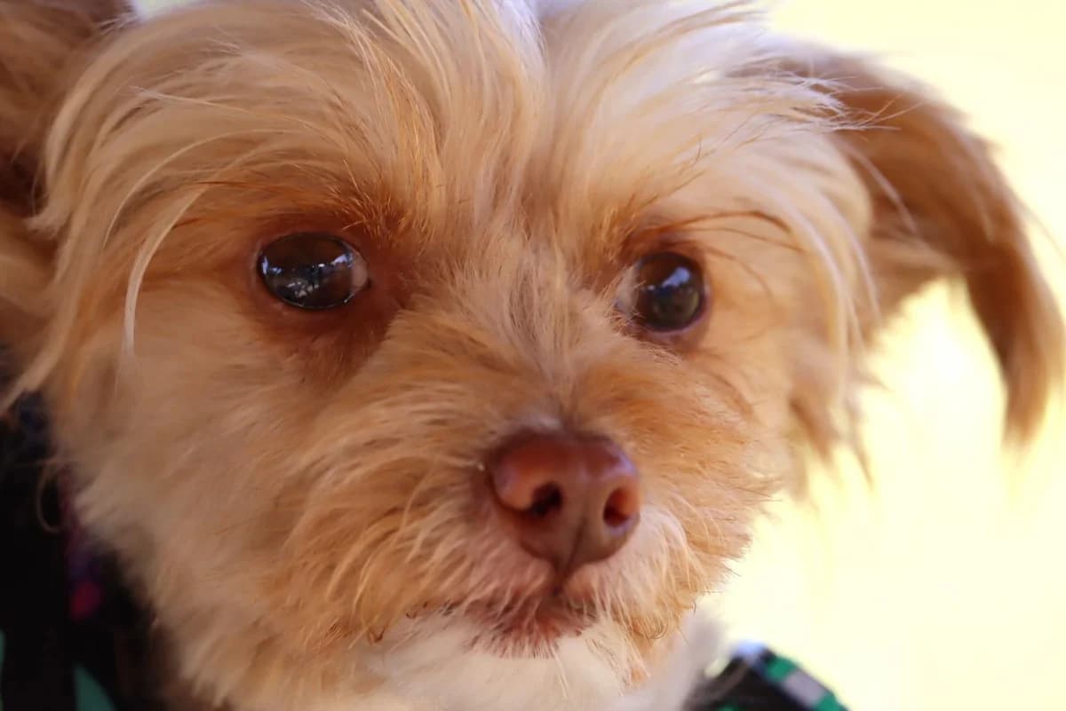 Maggy – Reservada, female senior mixed breed for adoption at Bianca APS
