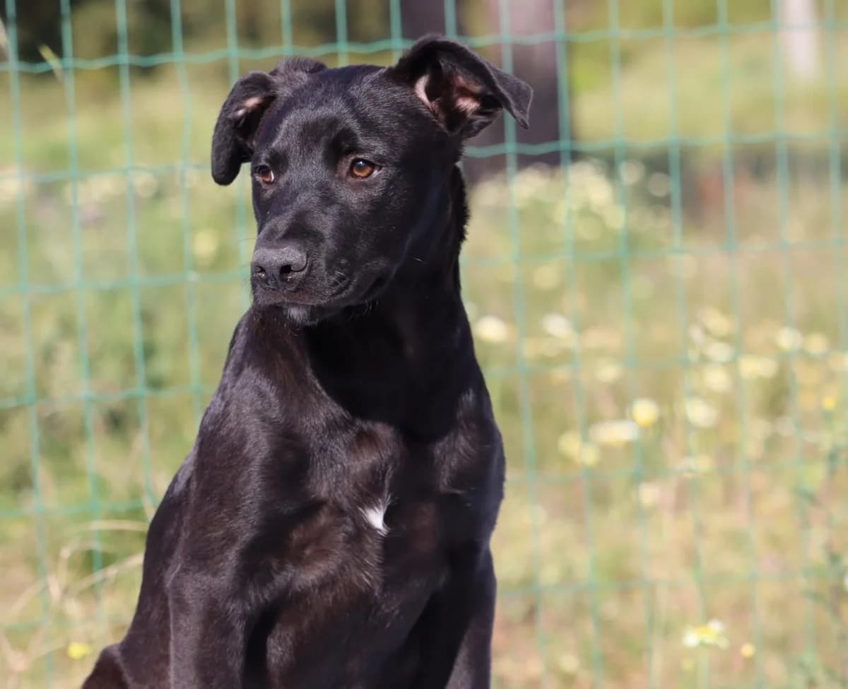 Cásio, male mixed breed for adoption at Bianca APS
