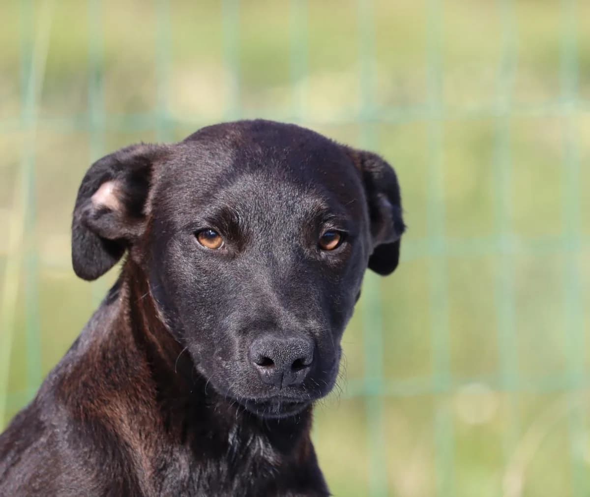 Acácio, male mixed breed for adoption at Bianca APS