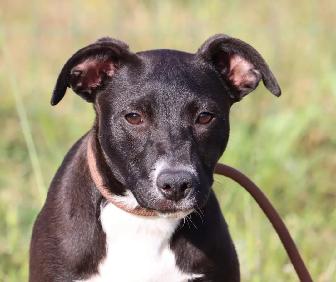 Cásia, female mixed breed for adoption at Bianca APS