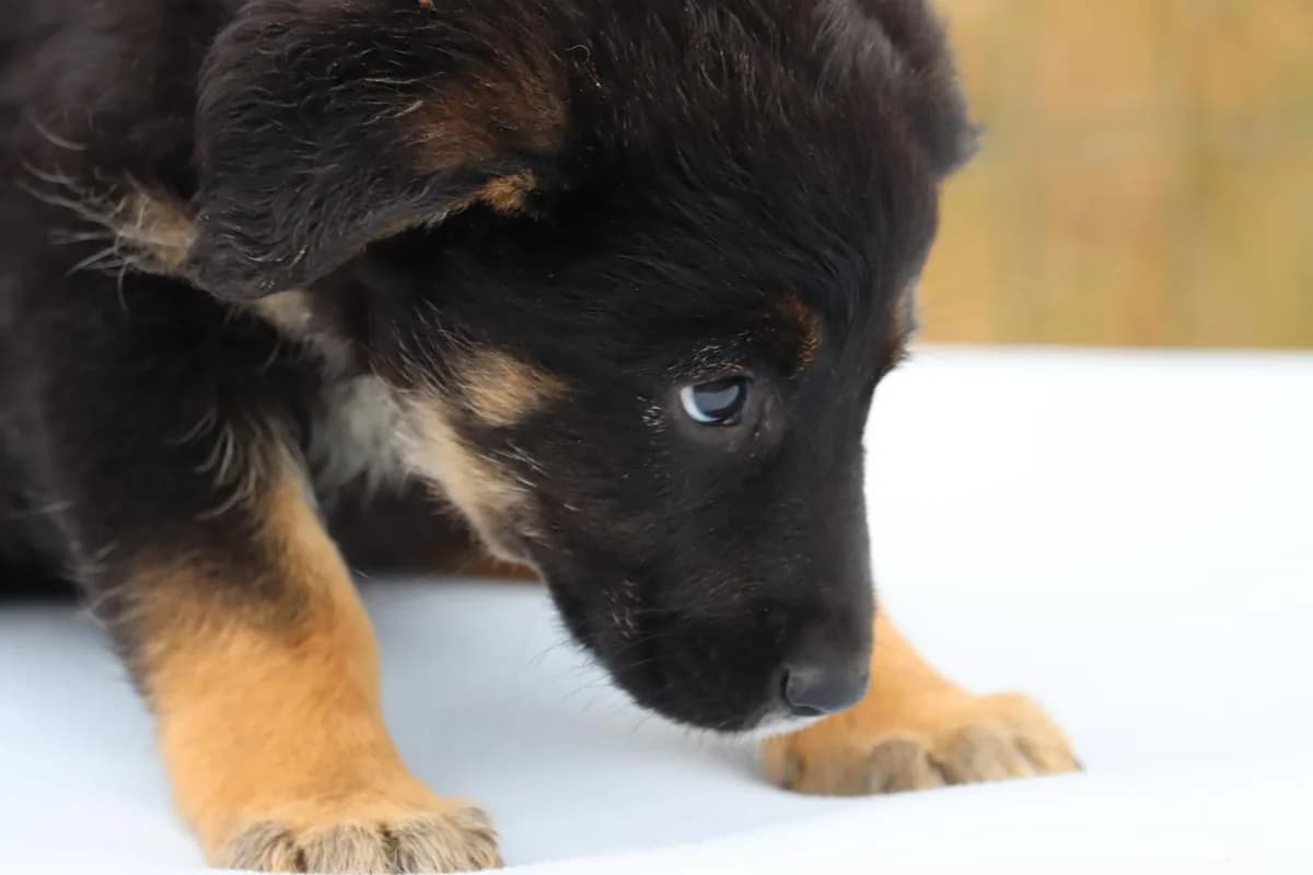 Pepa, female mixed breed for adoption at Bianca APS