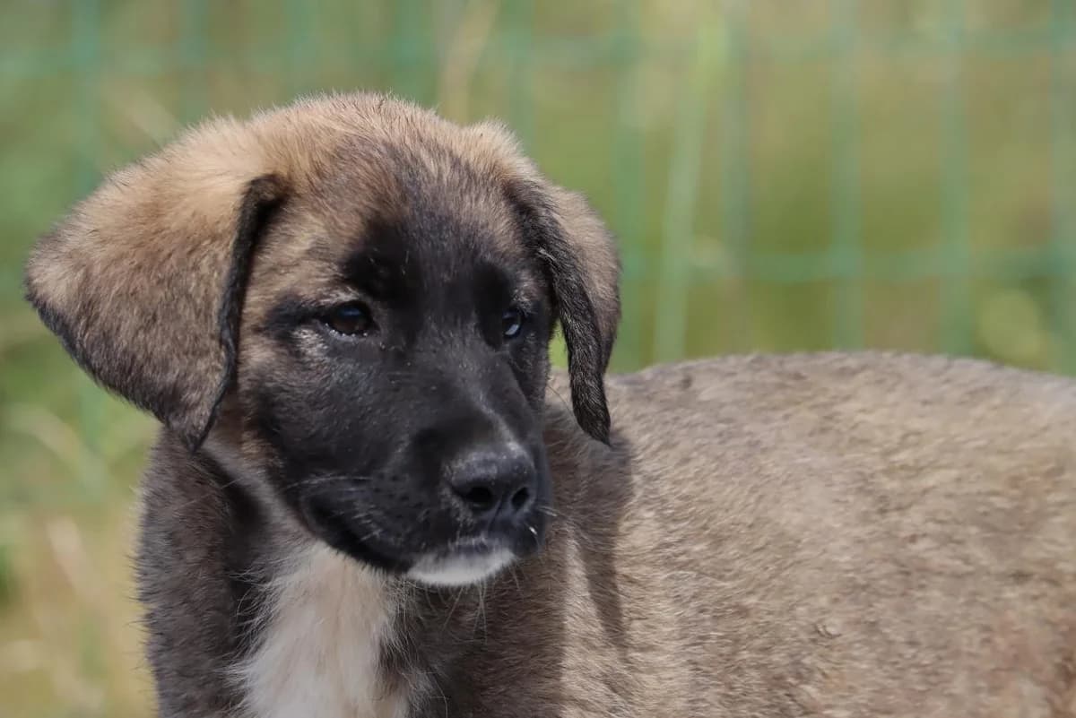 Pilar, female mixed breed for adoption at Bianca APS