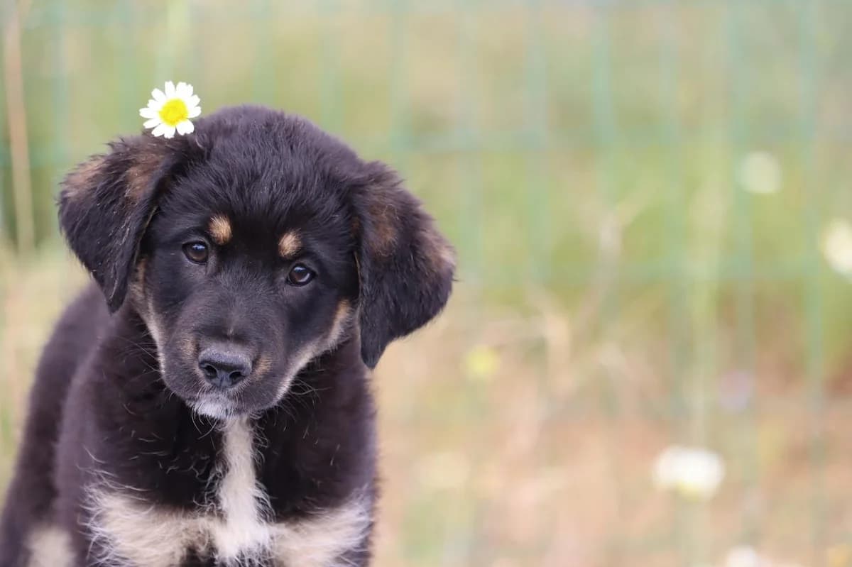 Pia – Reserved, female mixed breed for adoption at Bianca APS
