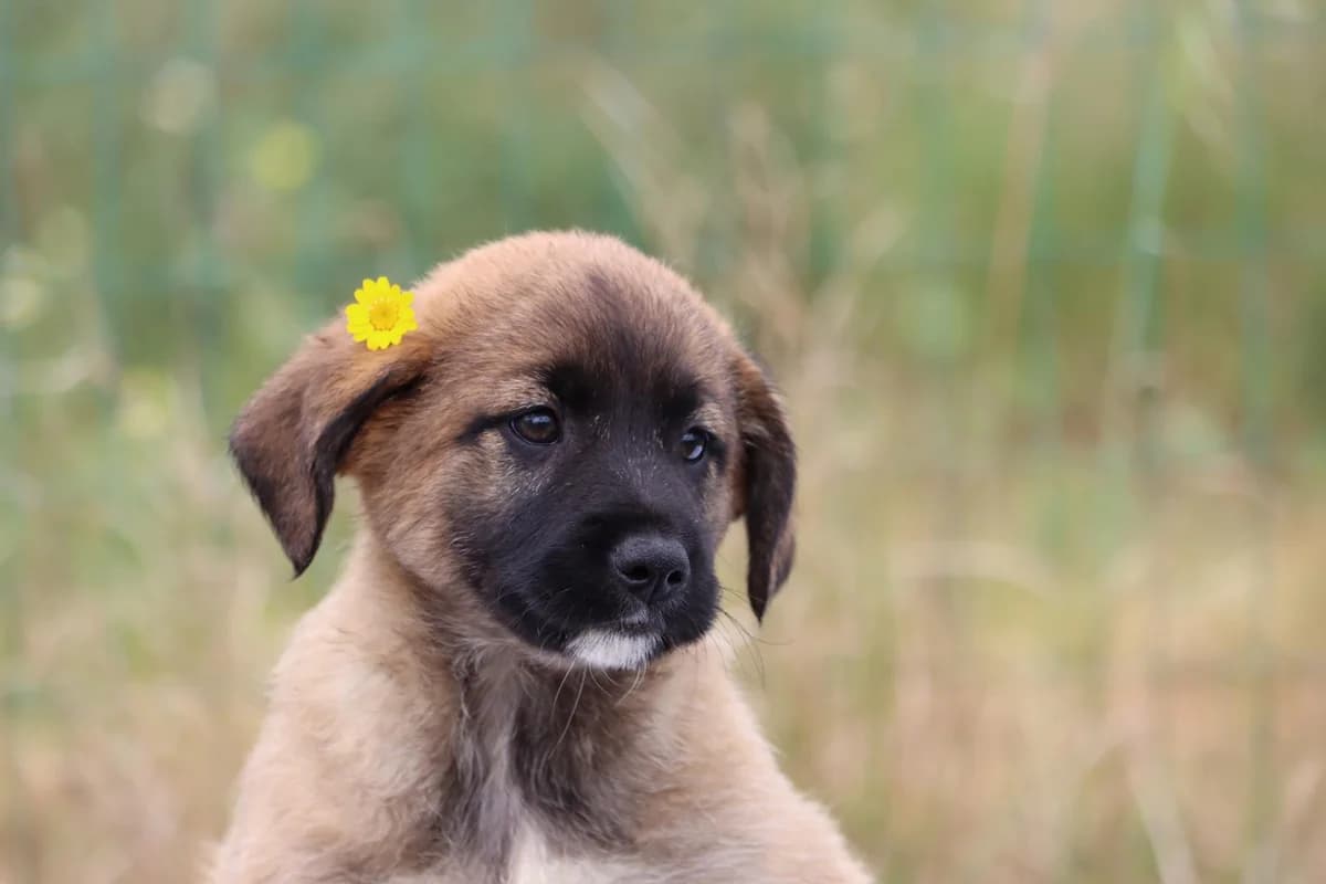 Peppe, male mixed breed for adoption at Bianca APS