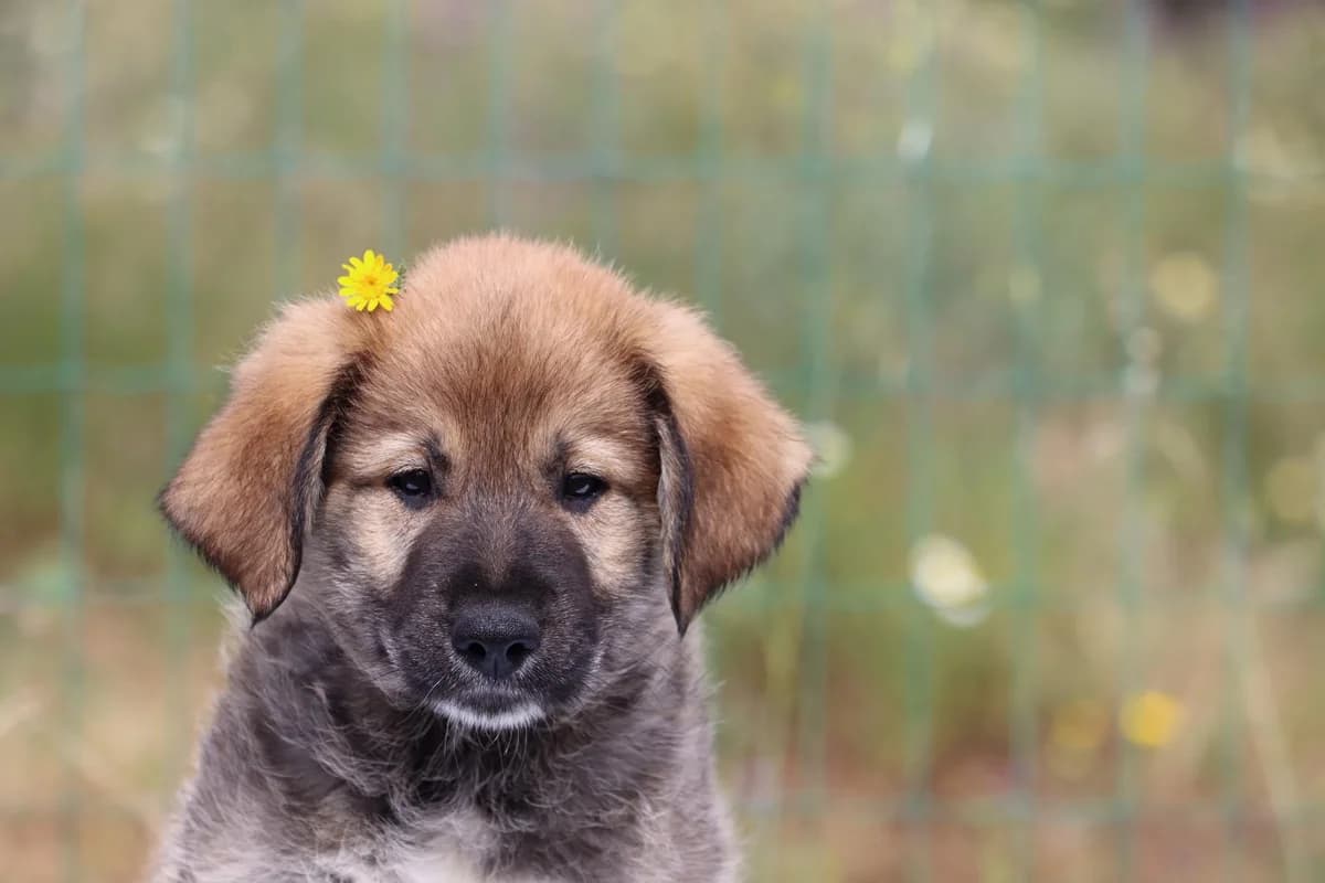 Percy, male mixed breed for adoption at Bianca APS