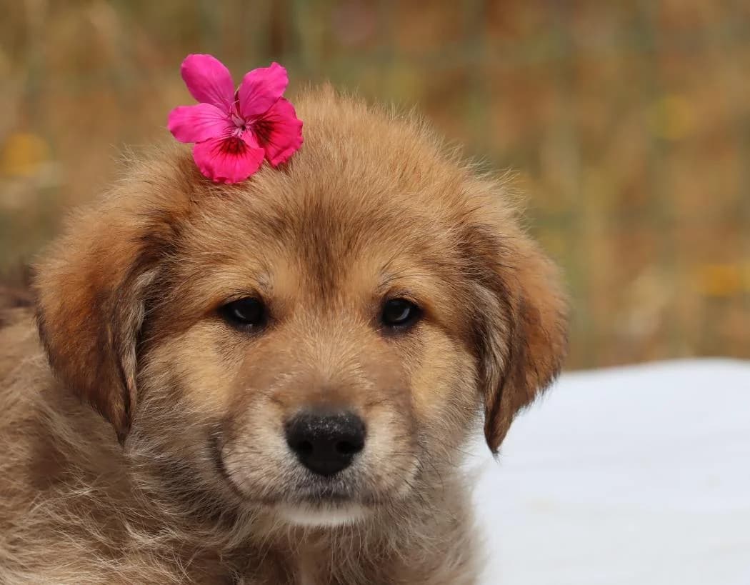 Pollo, male mixed breed for adoption at Bianca APS
