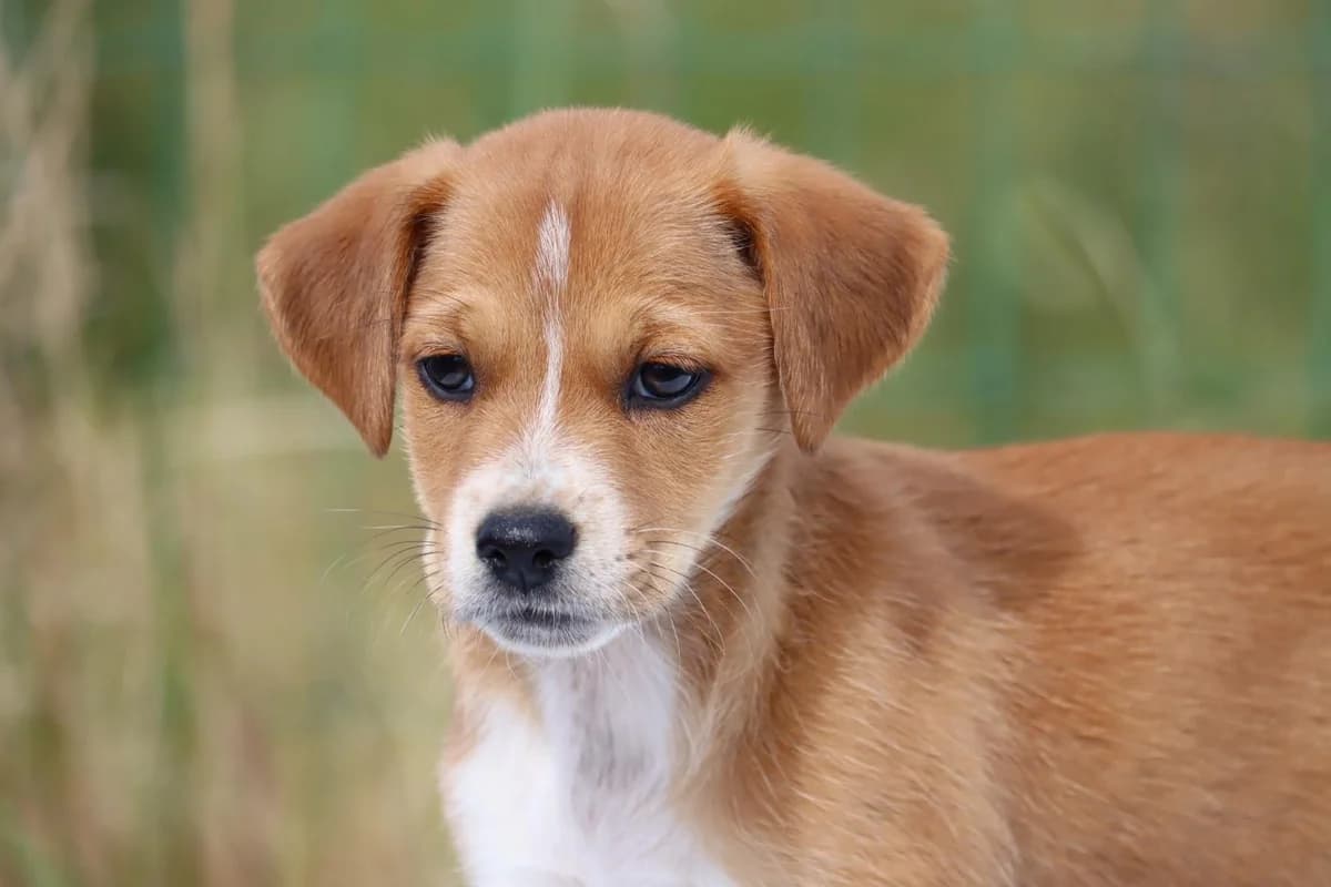 Rita, female mixed breed for adoption at Bianca APS