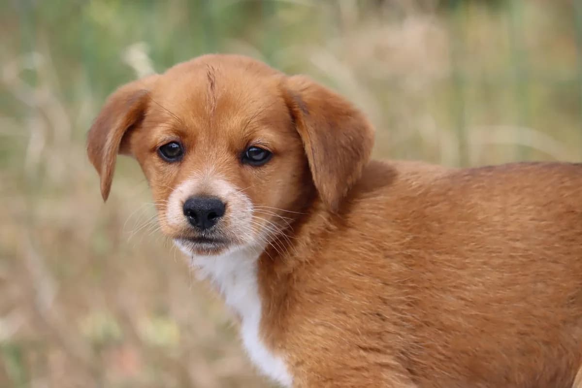 Rafa, female mixed breed for adoption at Bianca APS