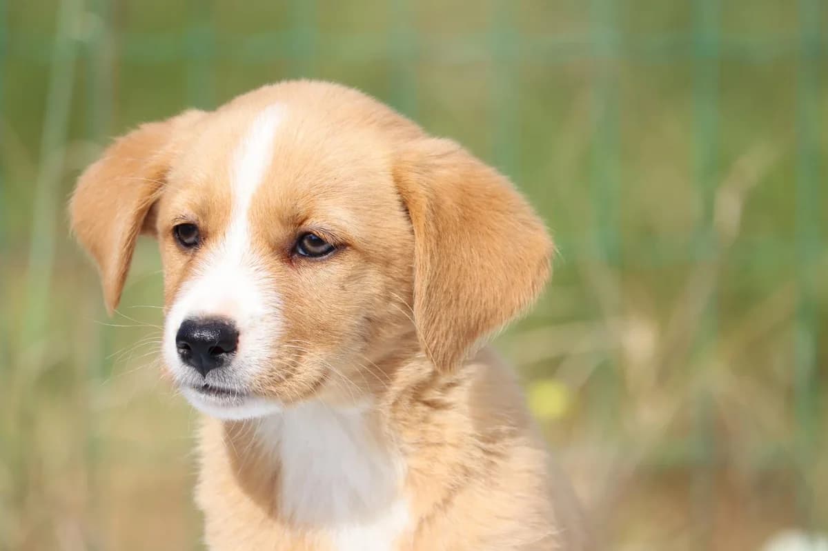 Rana – Reservada, female mixed breed for adoption at Bianca APS