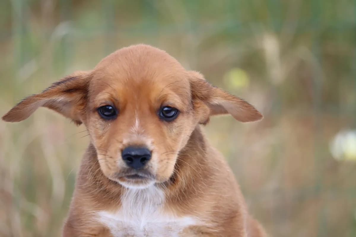 Rico, male mixed breed for adoption at Bianca APS