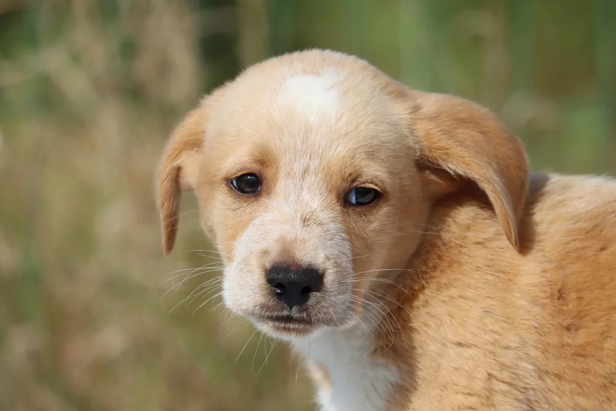Rocco, male mixed breed for adoption at Bianca APS