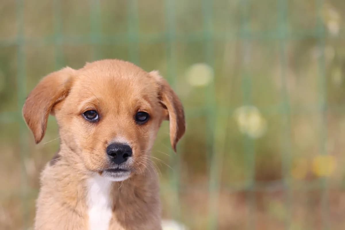 Romeu, male mixed breed for adoption at Bianca APS