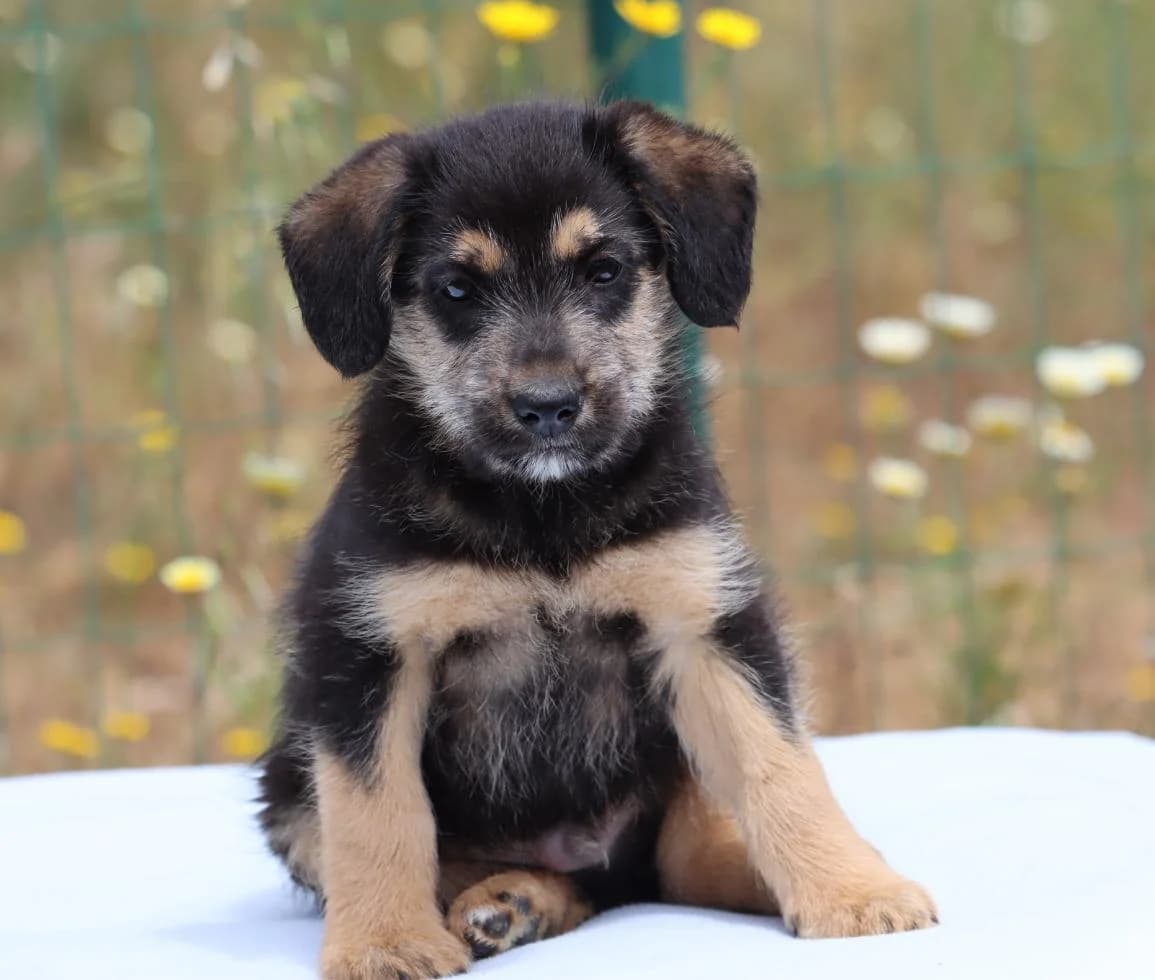 Amaros, male mixed breed for adoption at Bianca APS