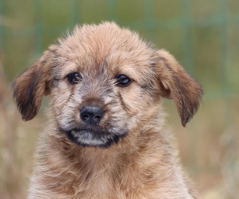 Amisha, female mixed breed for adoption at Bianca APS