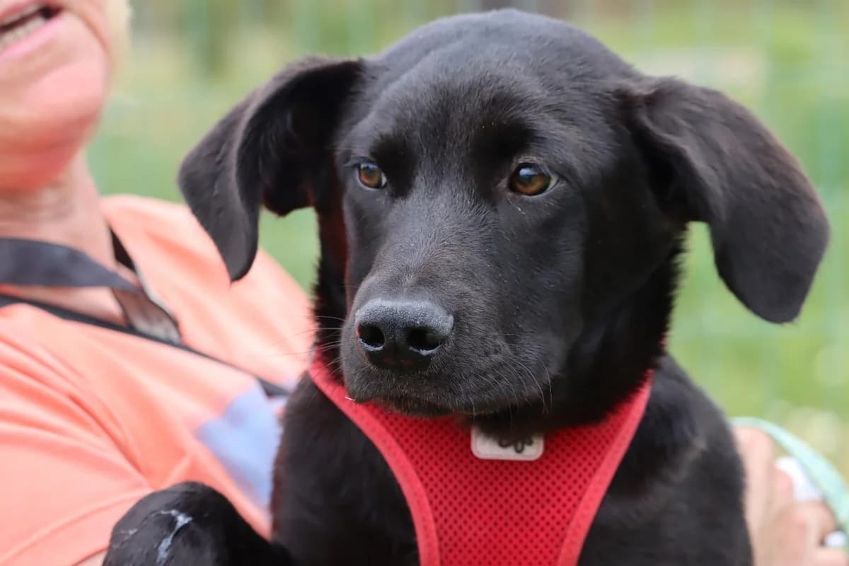 João, male mixed breed for adoption at Bianca APS