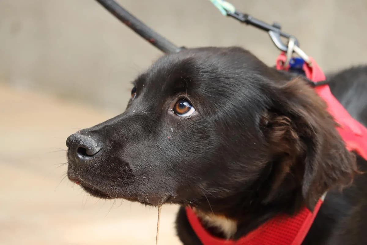 Bryce, male mixed breed for adoption at Bianca APS