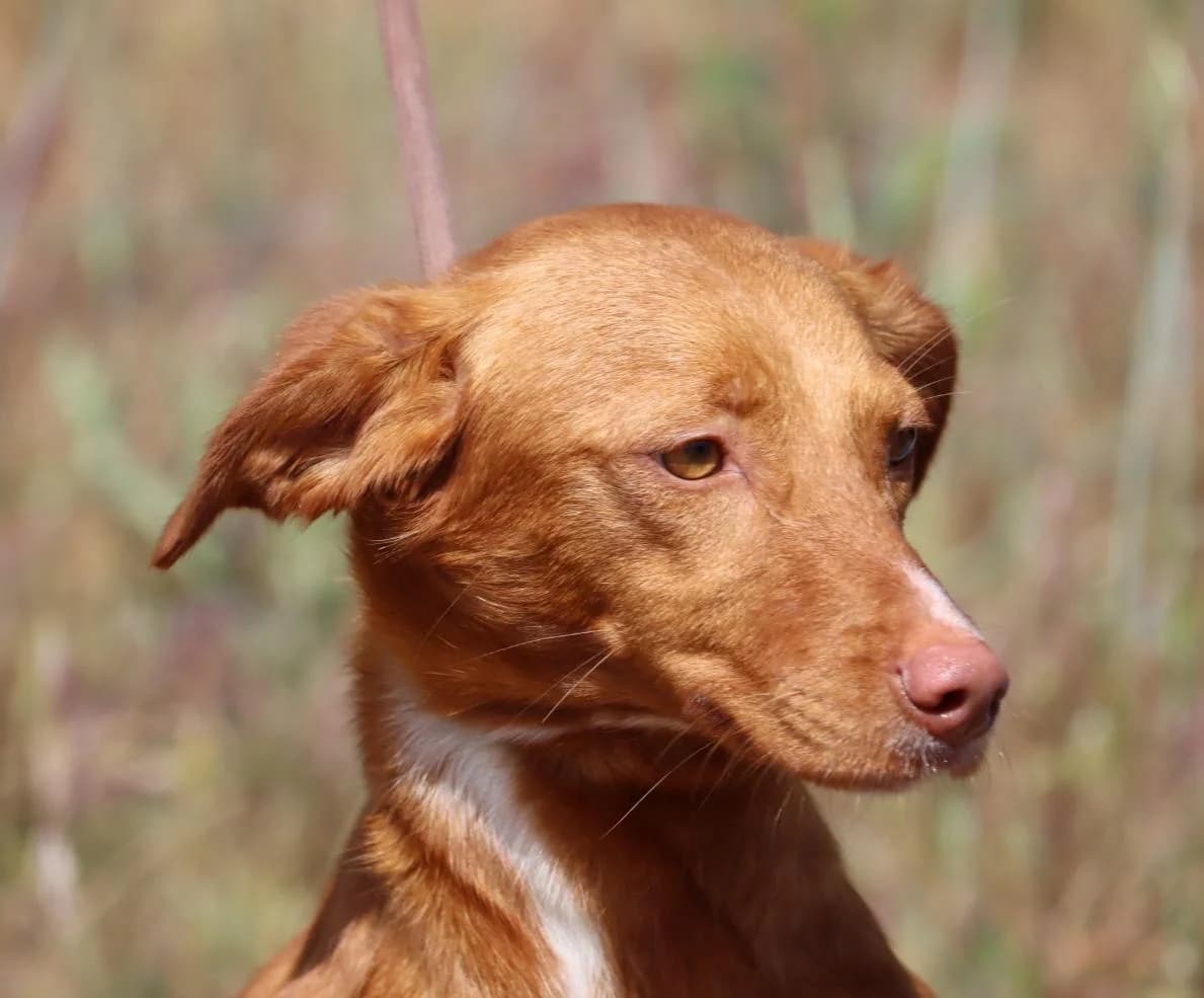 Maria da Paz, female mixed breed for adoption at Bianca APS