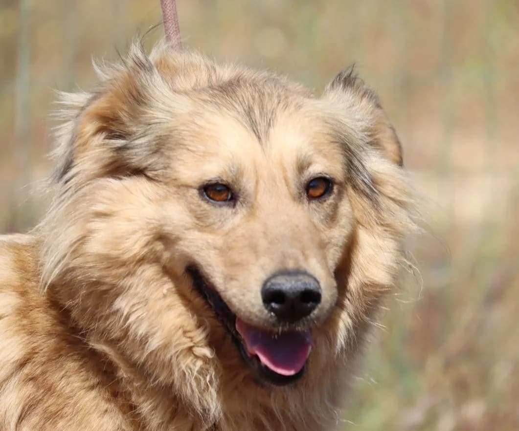 Ariel, female mixed breed for adoption at Bianca APS