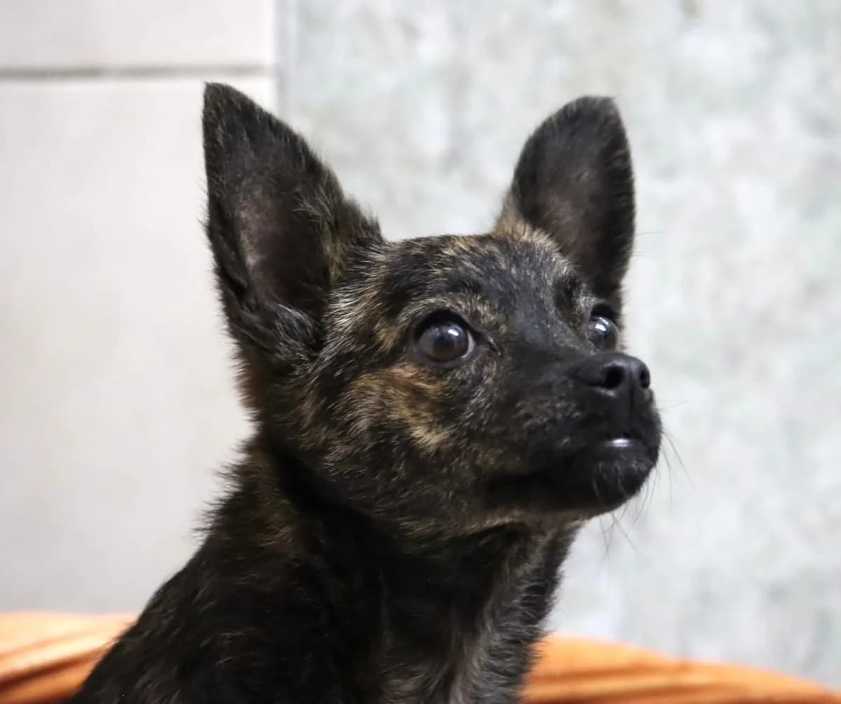 Anali, female mixed breed for adoption at Bianca APS