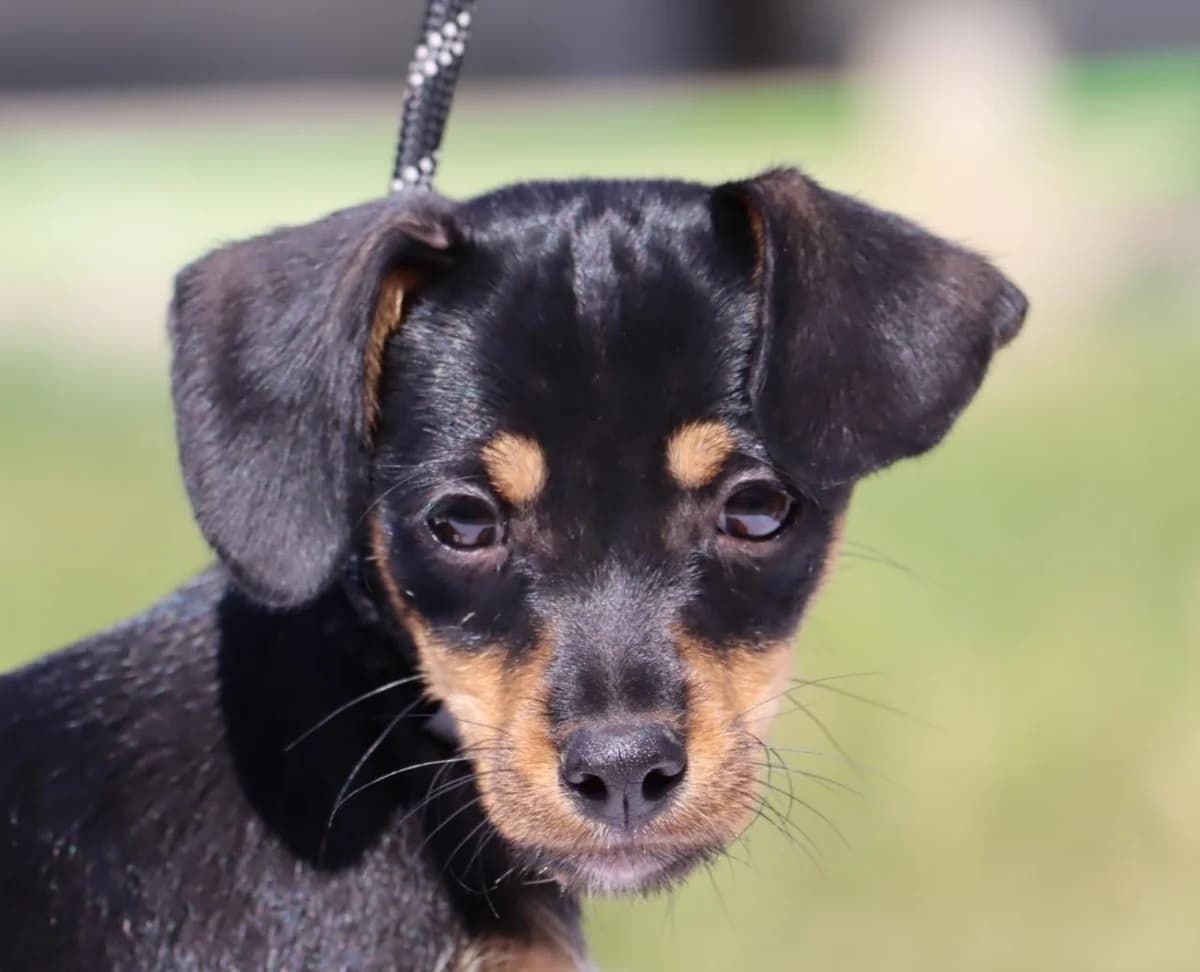 Tracy, female mixed breed for adoption at Bianca APS