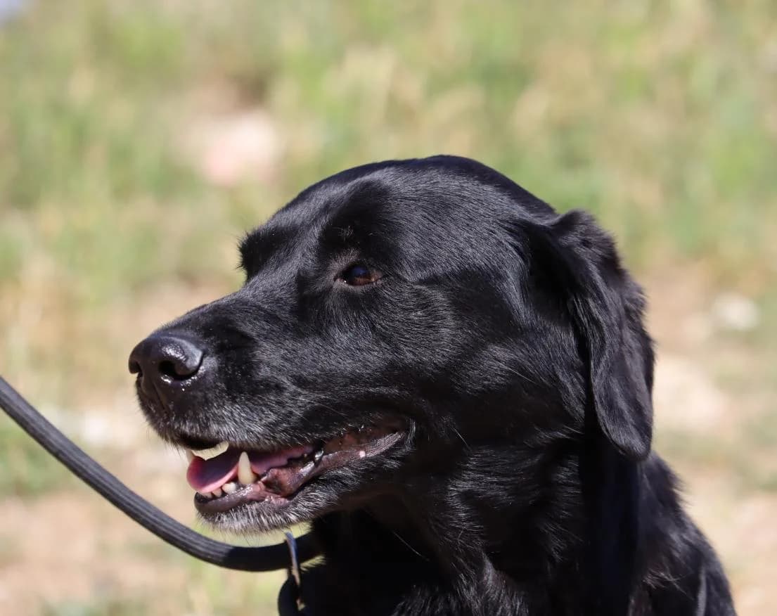 Karlota, female Labrador Retriever for adoption at Bianca APS