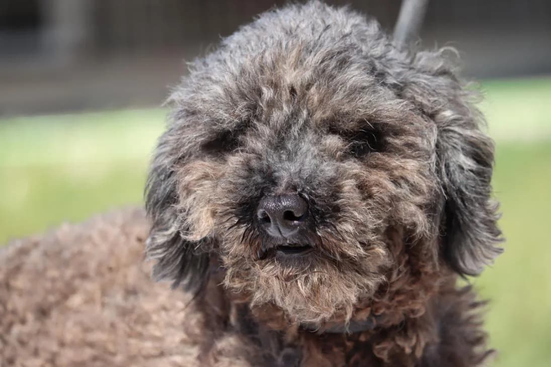 Simba, Poodle (Bianca APS)