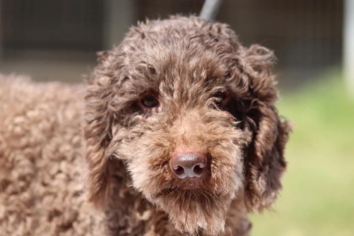 Scott, Poodle (Bianca APS)