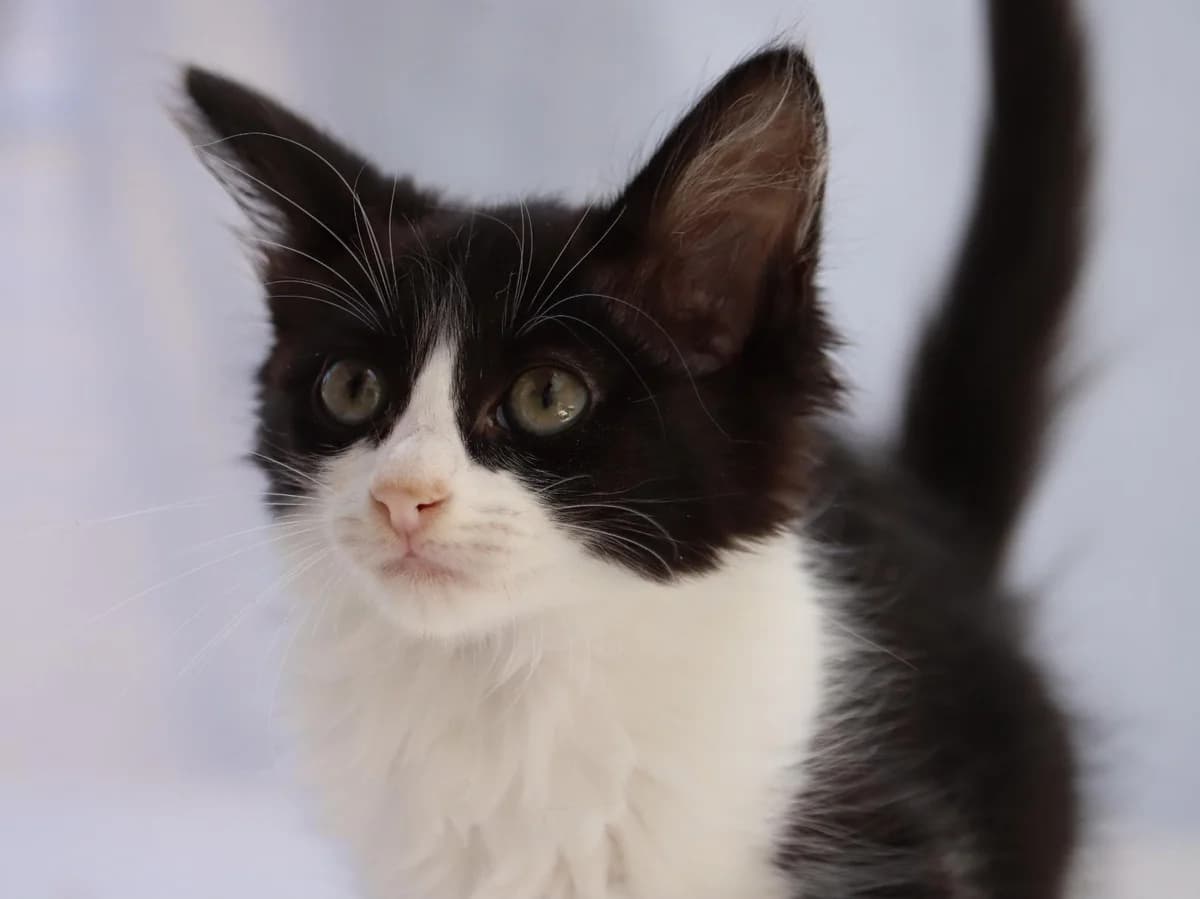 Cacau, female mixed breed for adoption at Bianca APS
