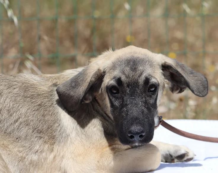 Kid, male puppy mixed breed for adoption at Bianca APS