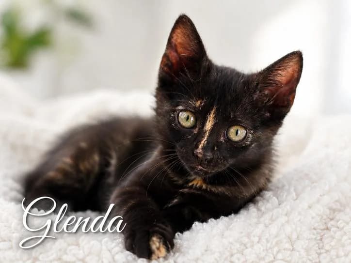 Glenda, male Mixed Breed for adoption at Bianca APS