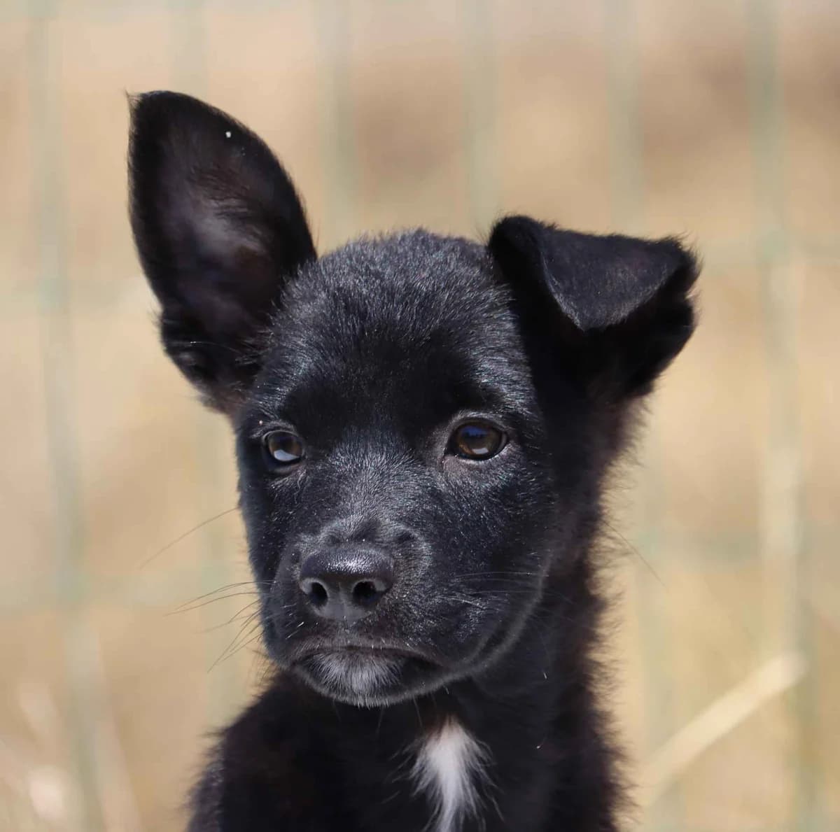Sissi, female mixed breed for adoption at Bianca APS