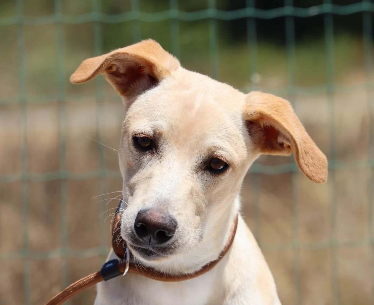 Luna, female puppy mixed breed for adoption at Bianca APS